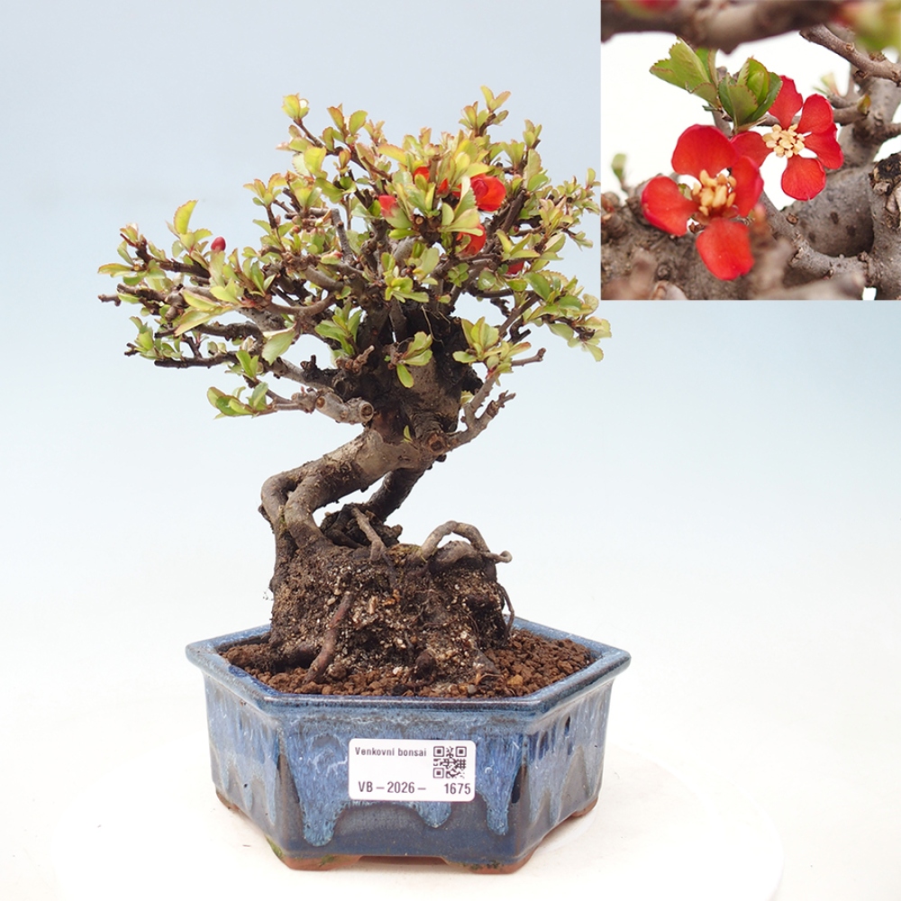 Bonsai da esterno - Chaneomeles speciosa - Cotogno