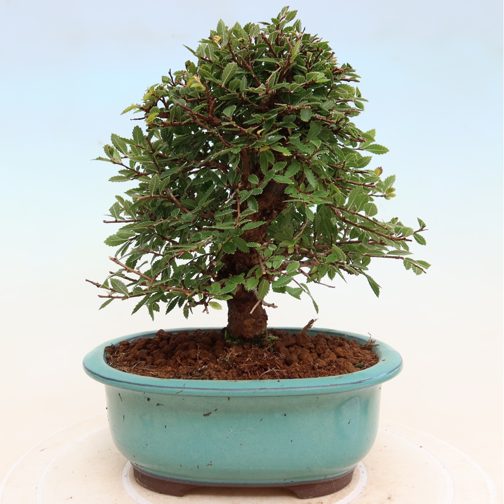 Bonsai da esterno - Zelkova - Zelkova NIRE