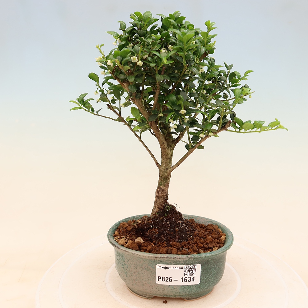 Camera bonsai - Ilex crenata - Agrifoglio
