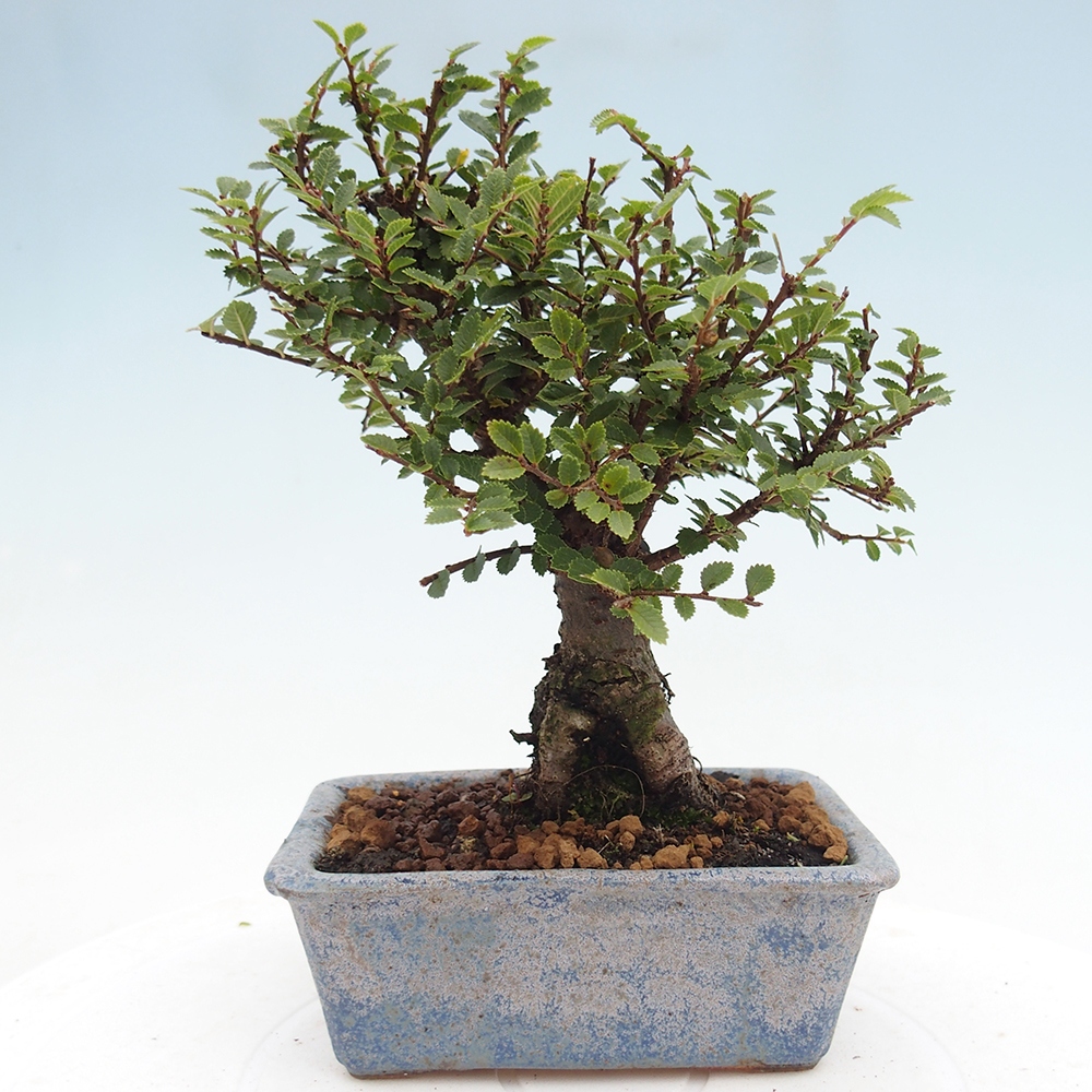 Bonsai da esterno - Ulmus parvifolia Hokkaido - Olmo cinese