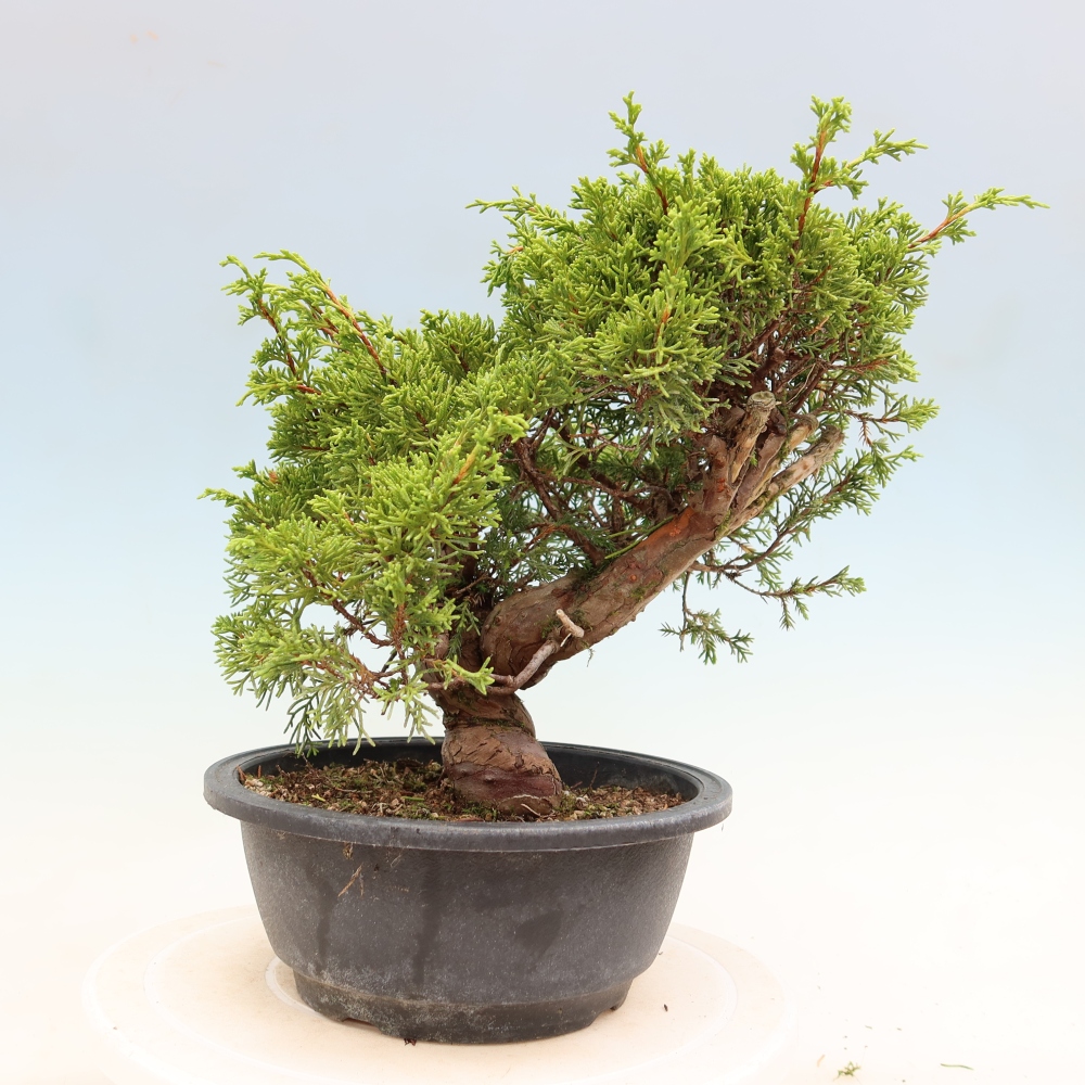 Bonsai da esterno - Juniperus chinensis Itoigawa-Juniperus chinensis