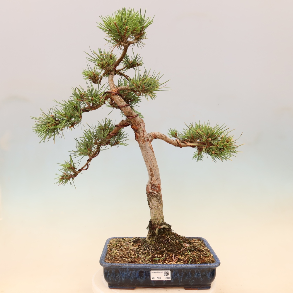 Bonsai da esterno - Pinus Sylvestris Watererri - Pino silvestre