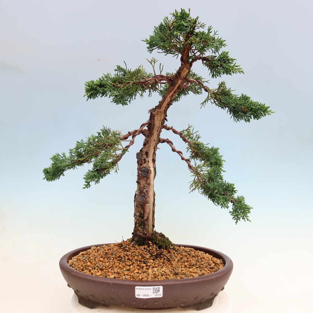 Bonsai da esterno - Juniperus chinensis Kishu