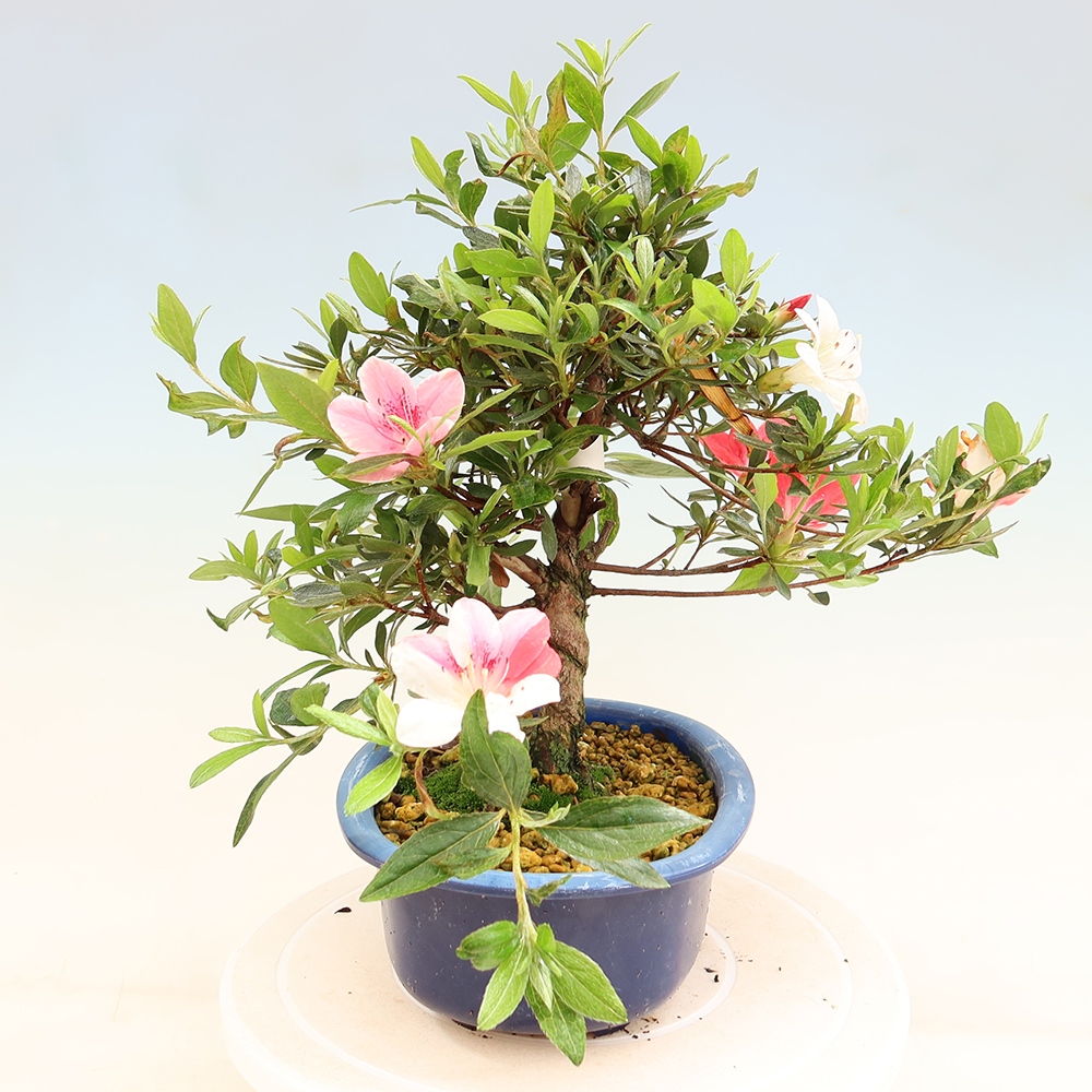 Bonsai da esterno - Azalea giapponese - Azalea Senhime