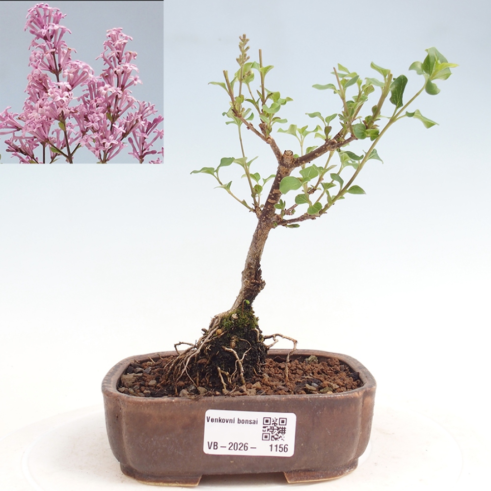 Bonsai da esterno - Syringa Meyeri Palibin - Lillà di Meyer