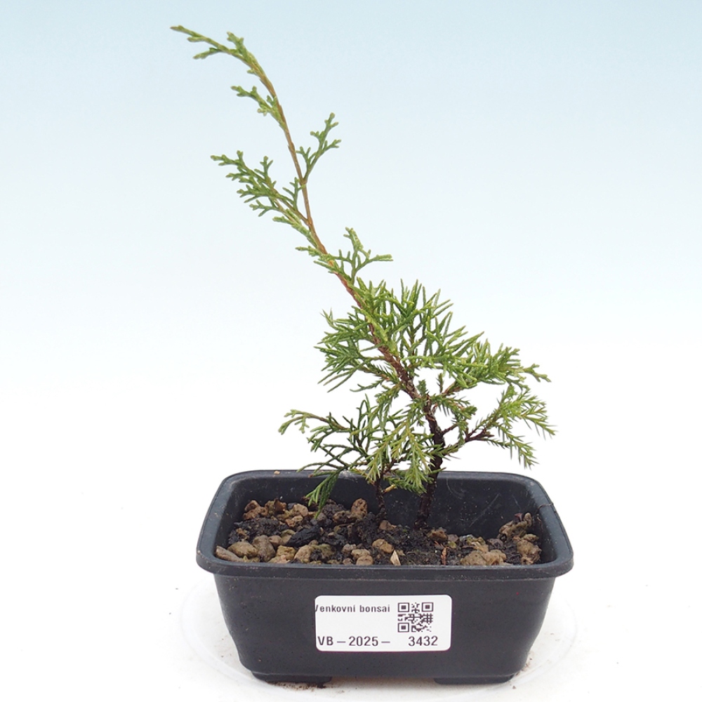 Bonsai da esterno - Juniperus chinensis Itoigawa