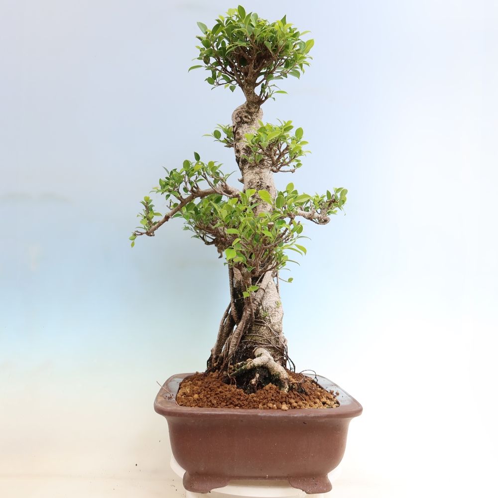 Camera bonsai - Ficus kimmen - ficus a foglie piccole