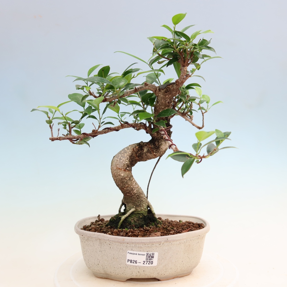 Camera bonsai - Ficus kimmen - ficus a foglie piccole