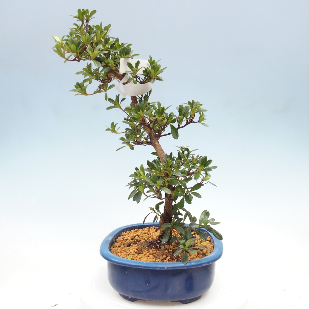 Bonsai da esterno - Azalea giapponese - Azalea Santoka