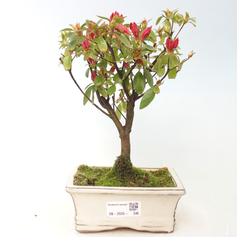 Bonsai da esterno - Azalea giapponese - Azalea sp.