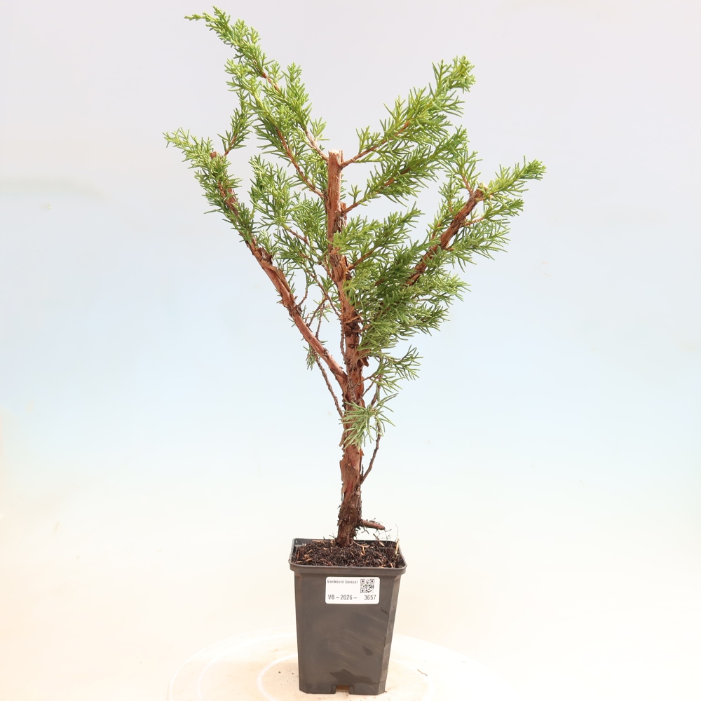Bonsai da esterno - Juniperus chinensis Kishu