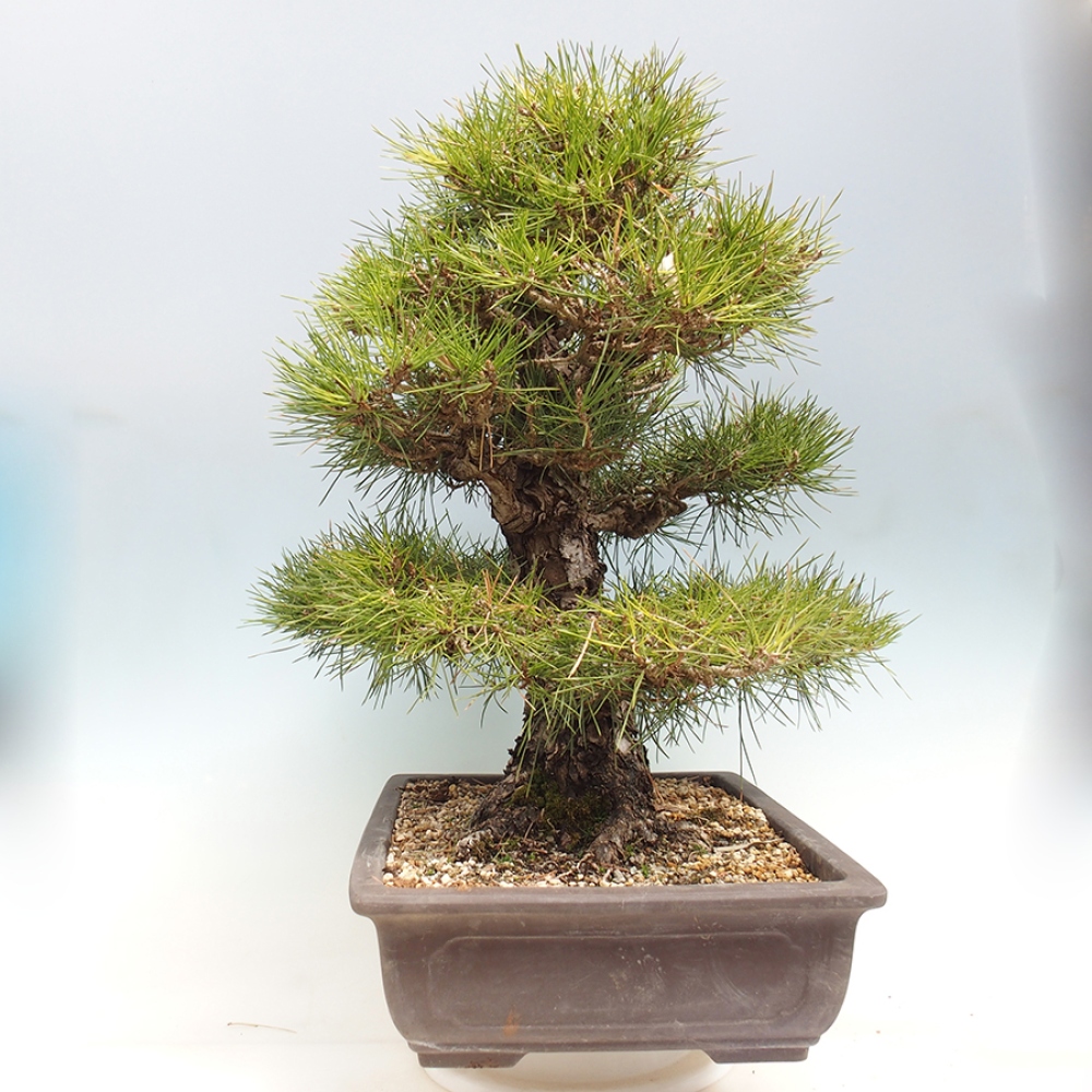 Bonsai da esterno - Pinus thunbergii - Pino di Thunberg