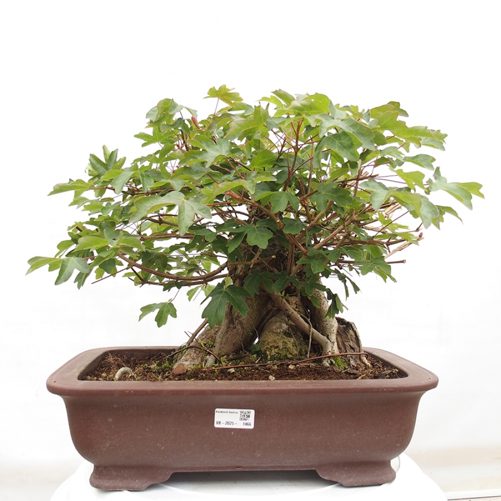 Bonsai da esterno -Javor babyka - Acer campestre