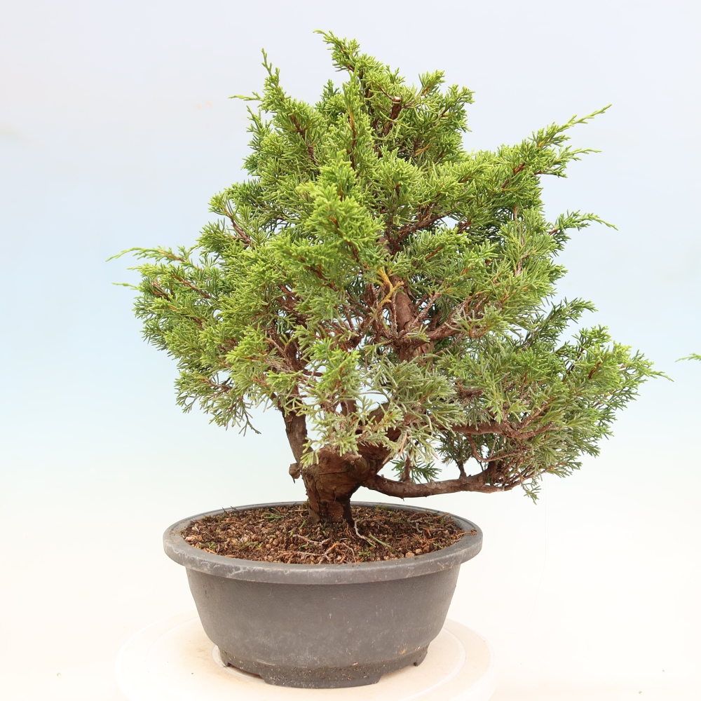 Bonsai da esterno - Juniperus chinensis Itoigawa-Juniperus chinensis