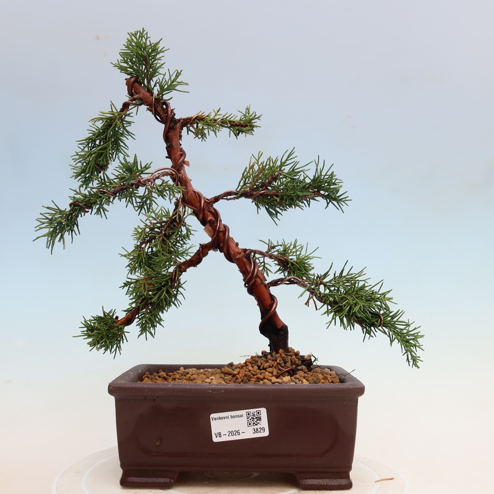 Bonsai da esterno - Juniperus chinensis Kishu