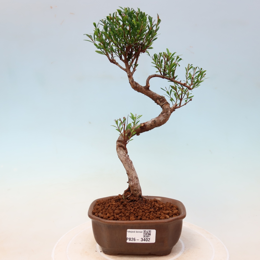 Camera bonsai - Syzygium - Pimento