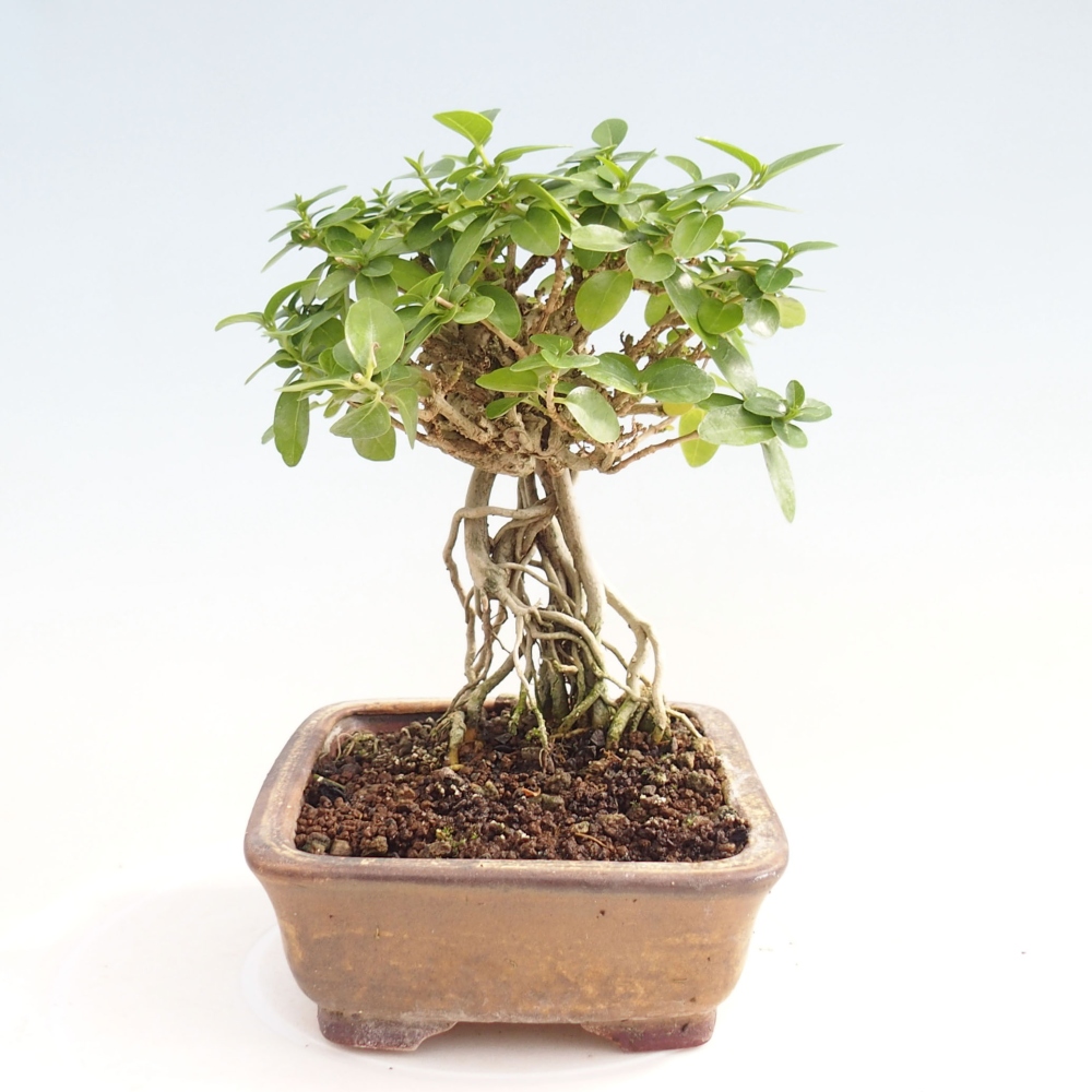 Bonsai da interno - Premna serratifolia - Kozlovna malolista