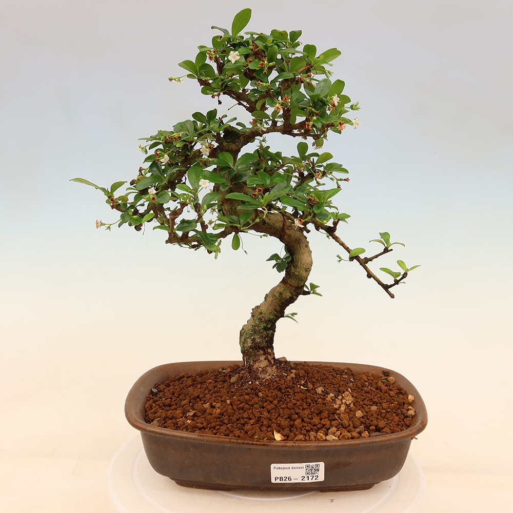 Camera bonsai - Carmona macrophylla - Tea fuki