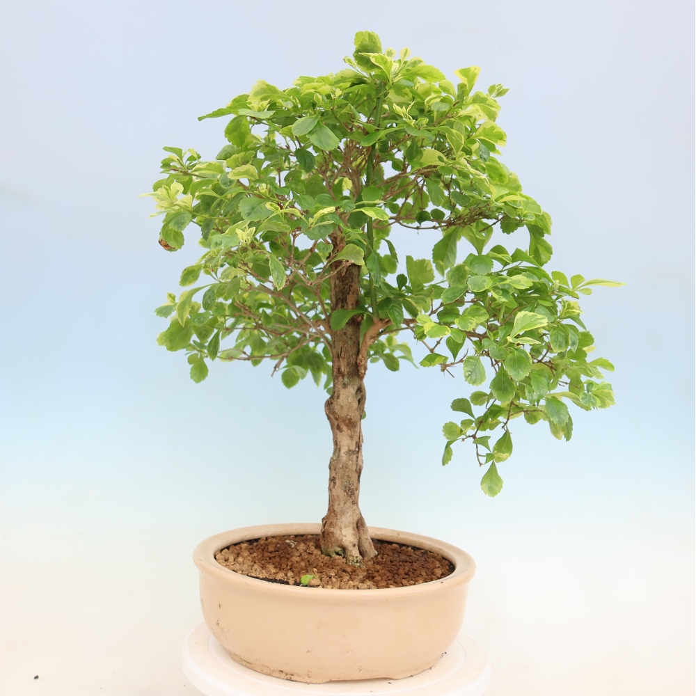 Camera bonsai - Duranta erecta Aurea
