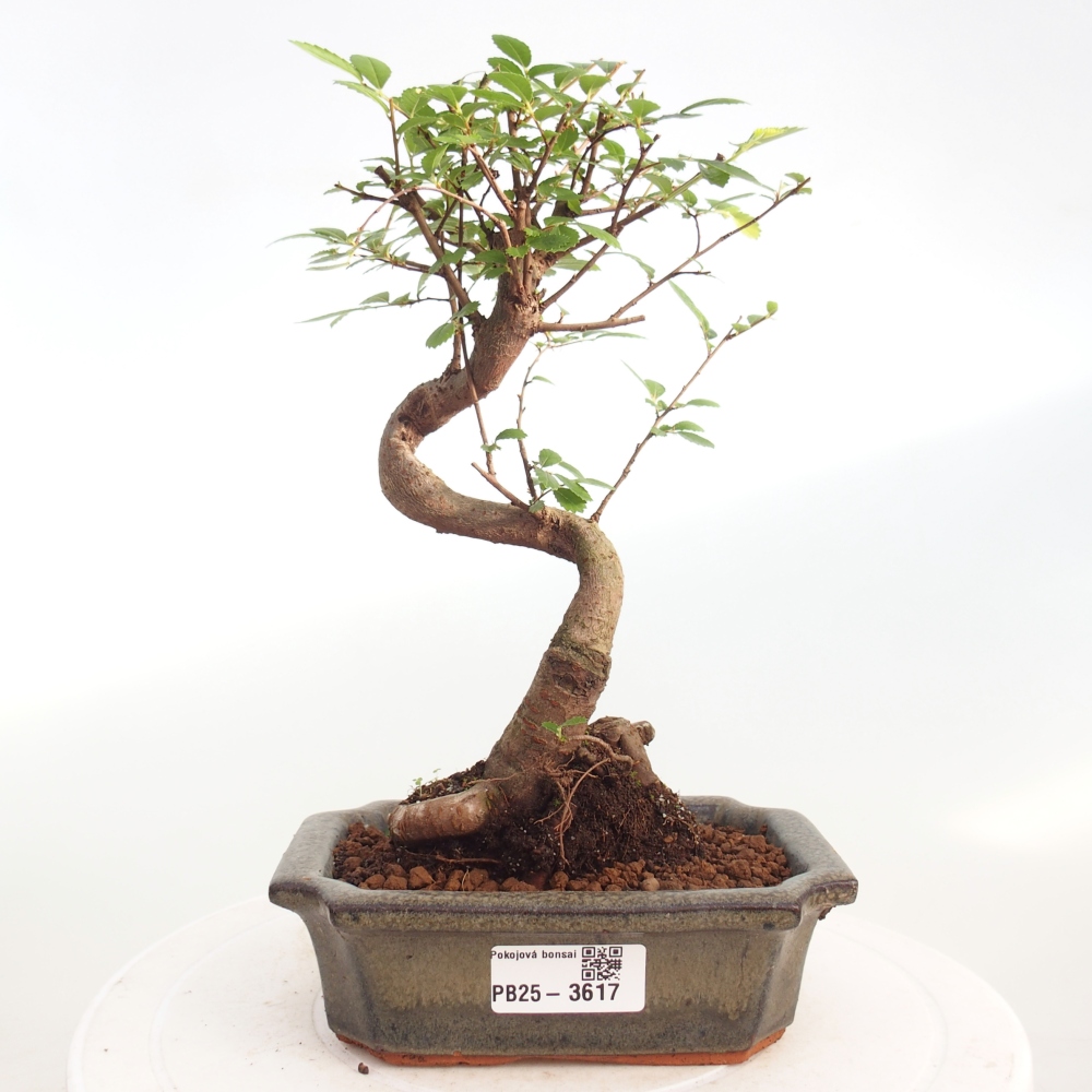 Camera bonsai - Ulmus parvifolia - Olmo a foglie piccole
