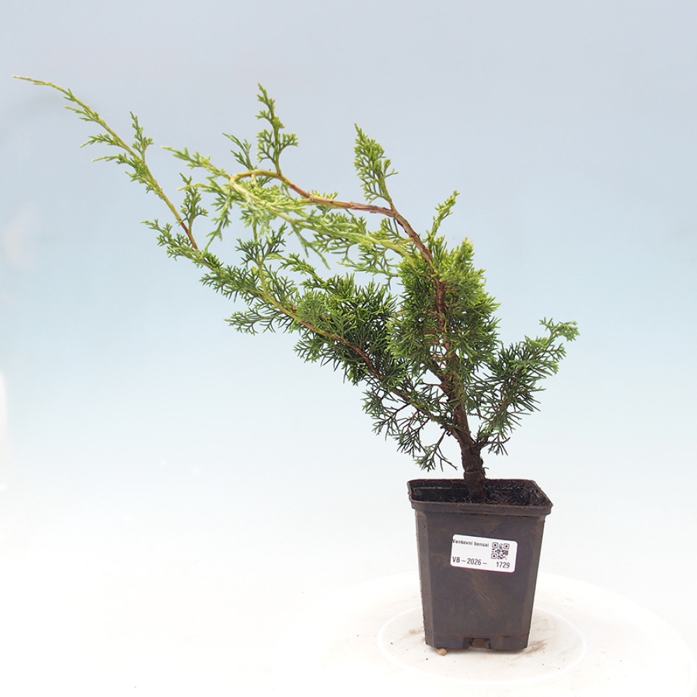 Bonsai da esterno - Juniperus chinensis Itoigawa