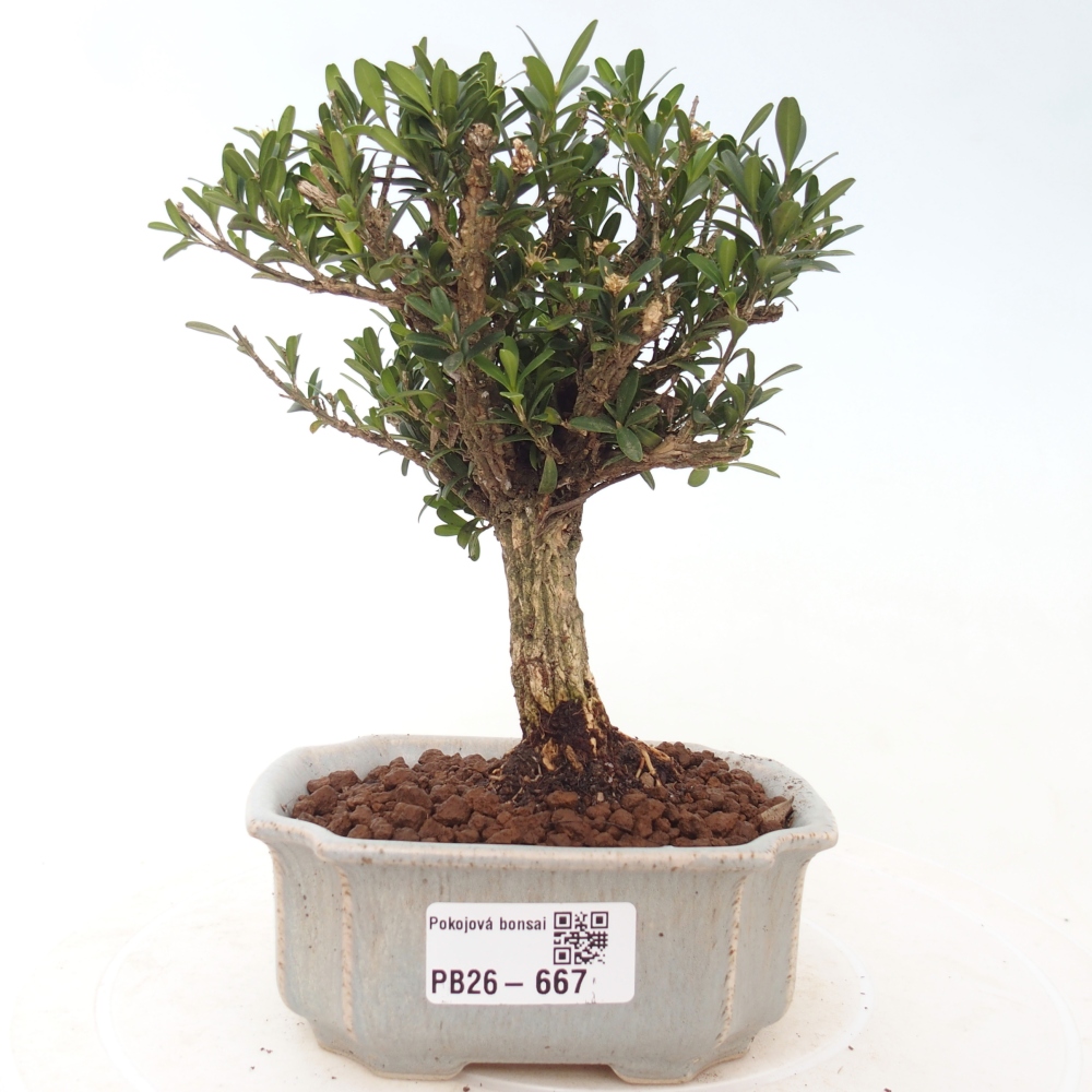 Camera bonsai - Buxus harlandii - buxus da sughero