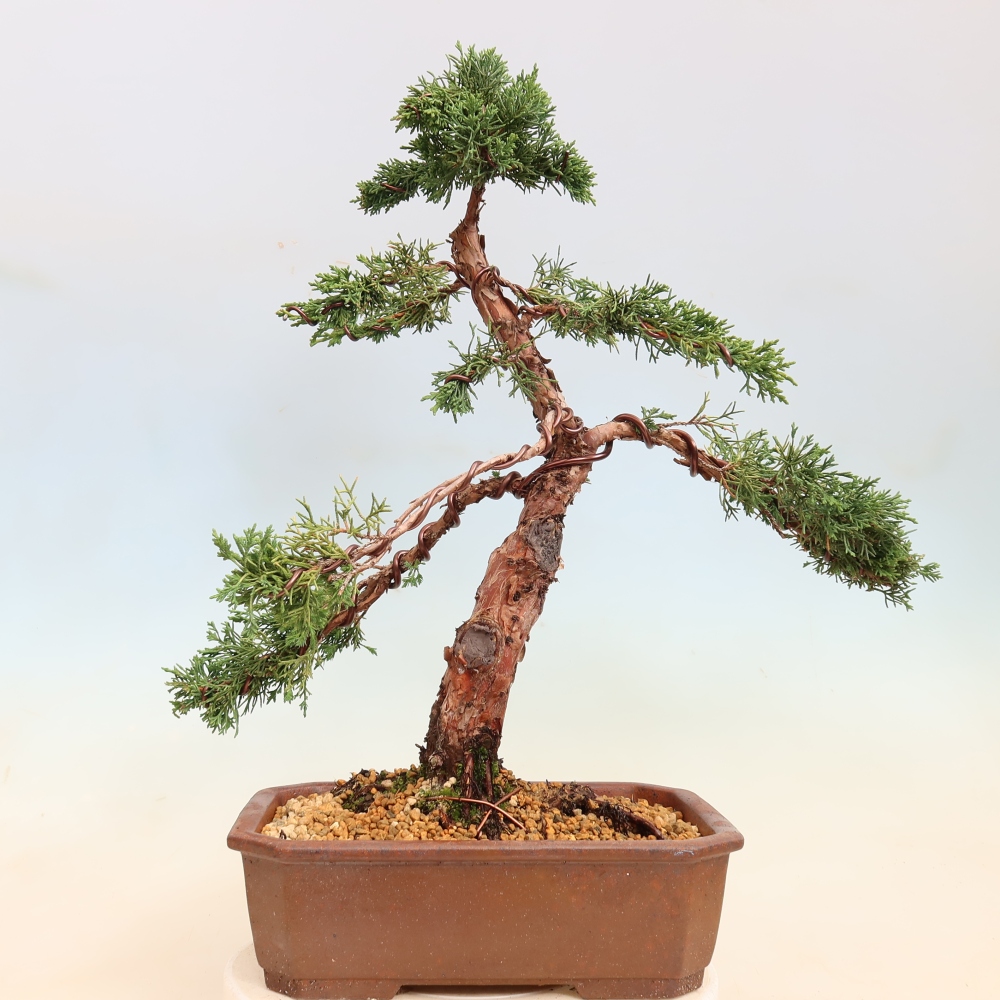 Bonsai da esterno - Juniperus chinensis Kishu