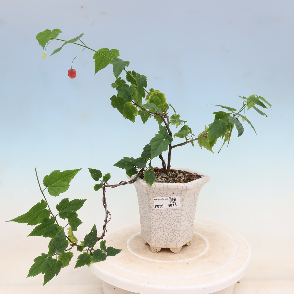 Bonsai da interno - Abutilon Big Bell - Cloudberry