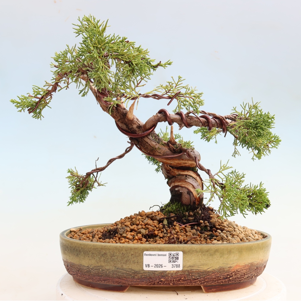 Bonsai da esterno - Juniperus chinensis Itoigawa-Juniperus chinensis