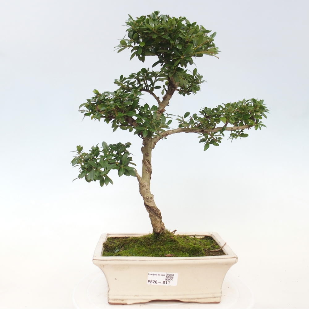 Camera bonsai - Ilex crenata - Agrifoglio