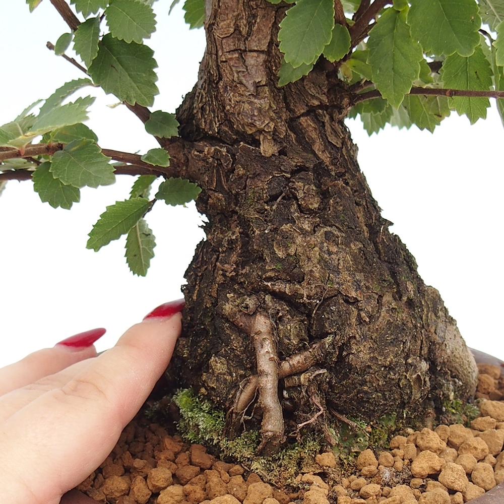 Bonsai da esterno - Zelkova - Zelkova NIRE