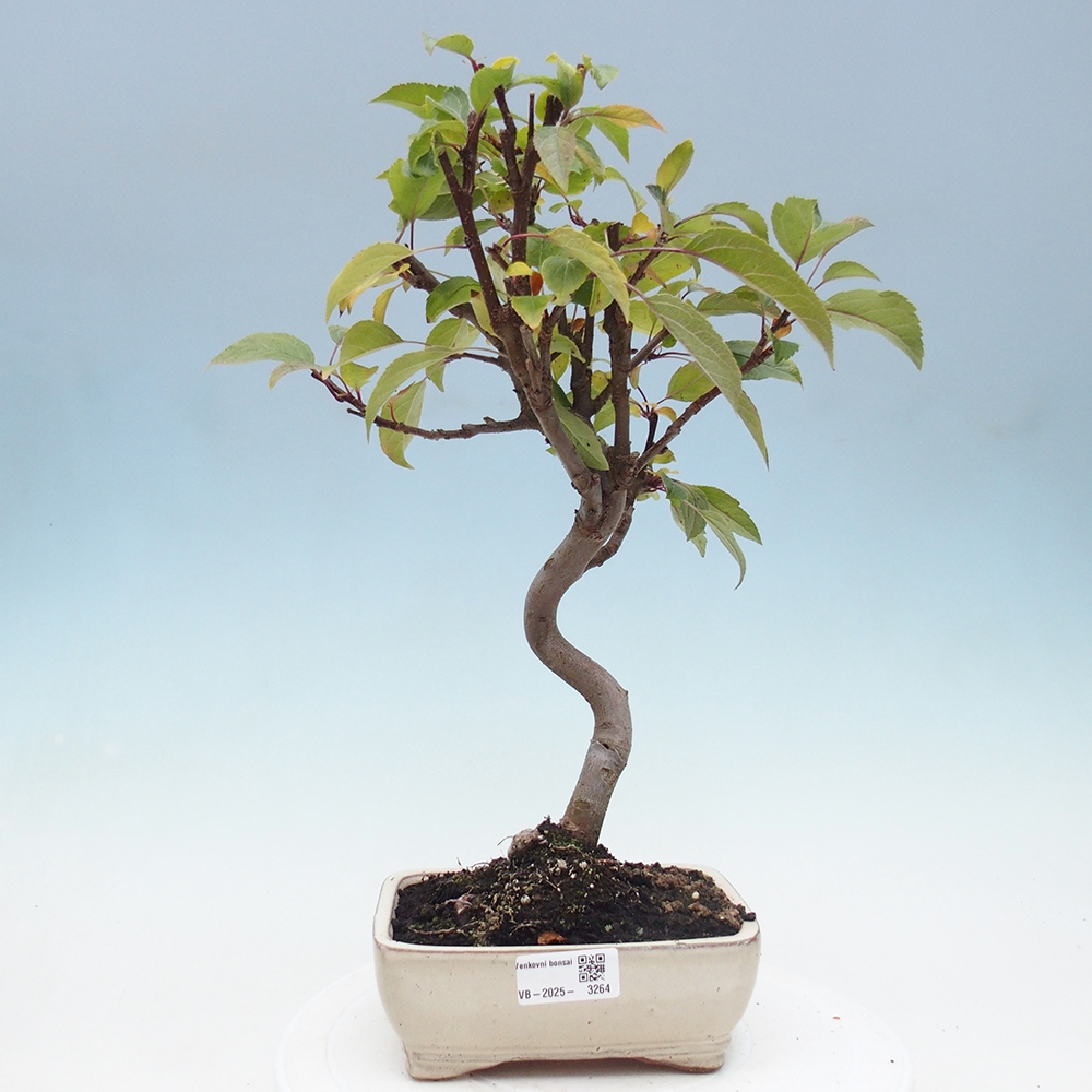 Bonsai da esterno -Malus halliana - Melo a frutto piccolo