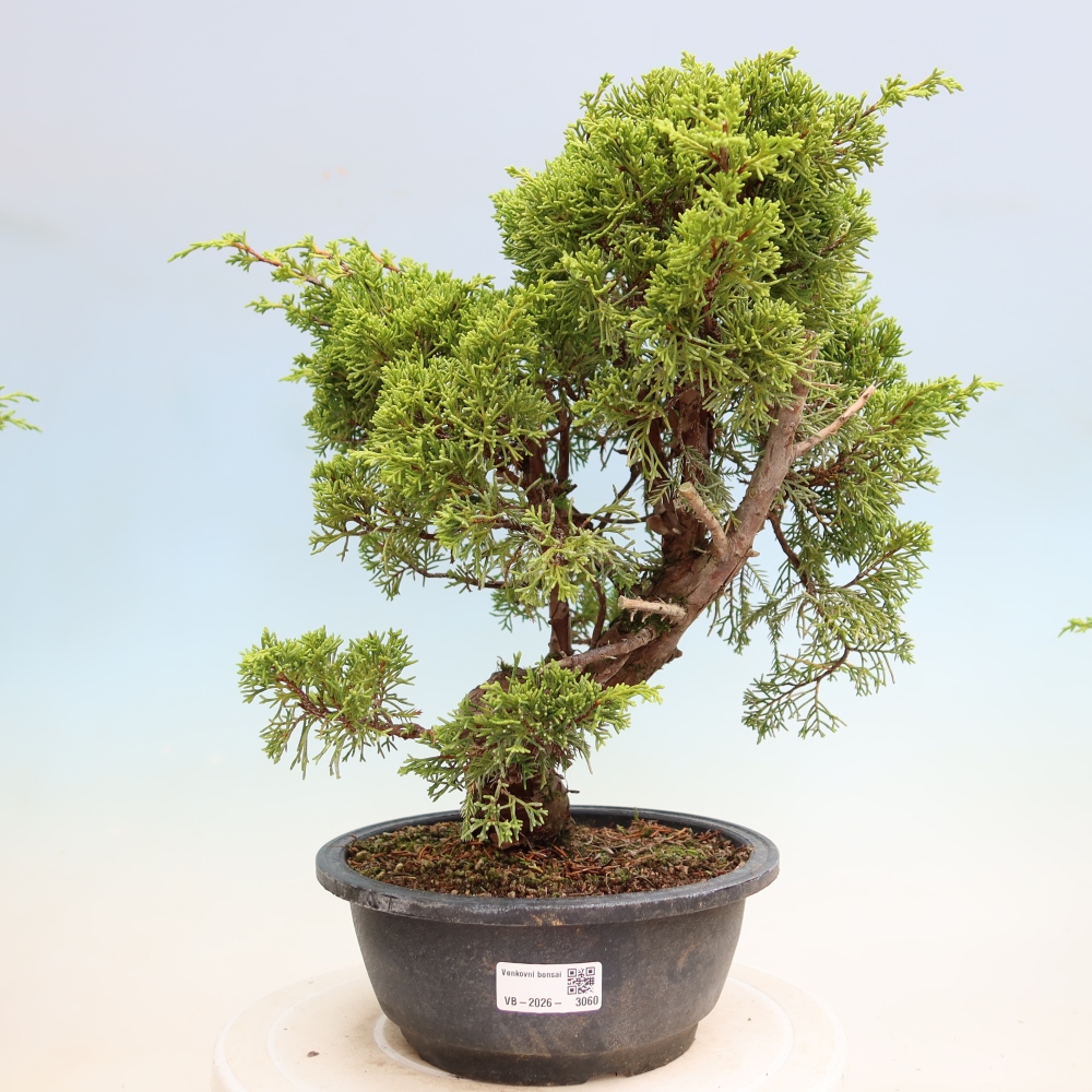 Bonsai da esterno - Juniperus chinensis Itoigawa-Juniperus chinensis