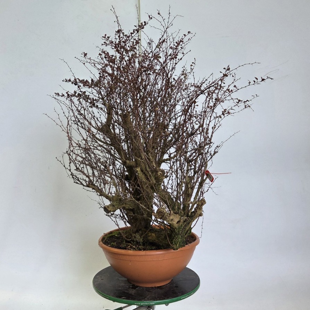 Bonsai da esterno - Crespino - Berberis thunbergii atropurpurea