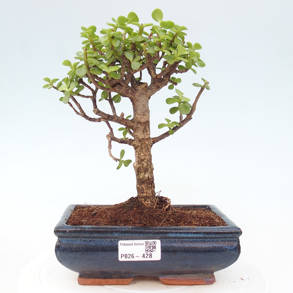Camera bonsai - Portulakaria Afra - Tlustice