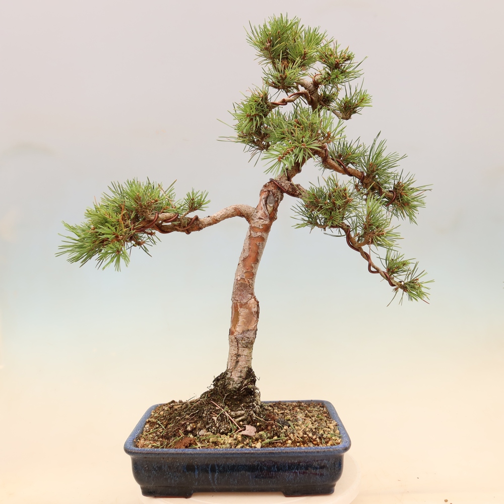 Bonsai da esterno - Pinus Sylvestris Watererri - Pino silvestre