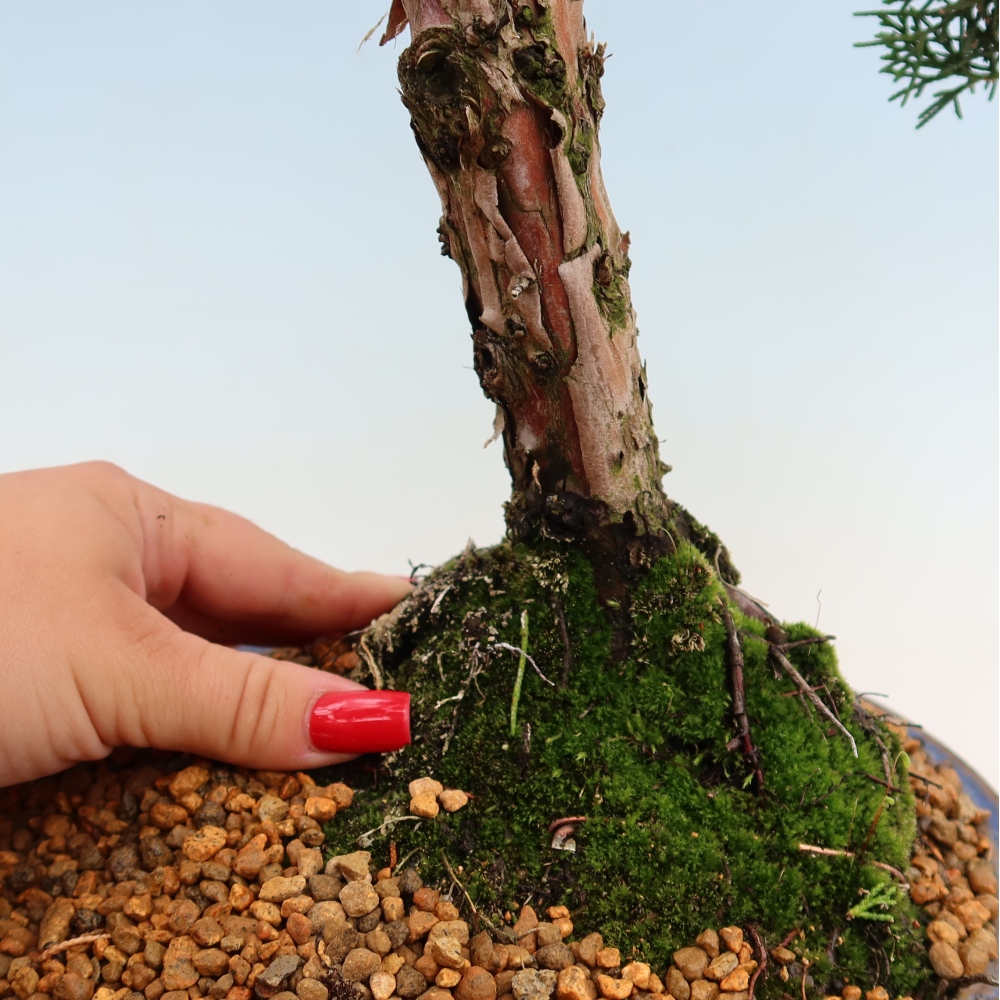 Bonsai da esterno - Juniperus chinensis Kishu