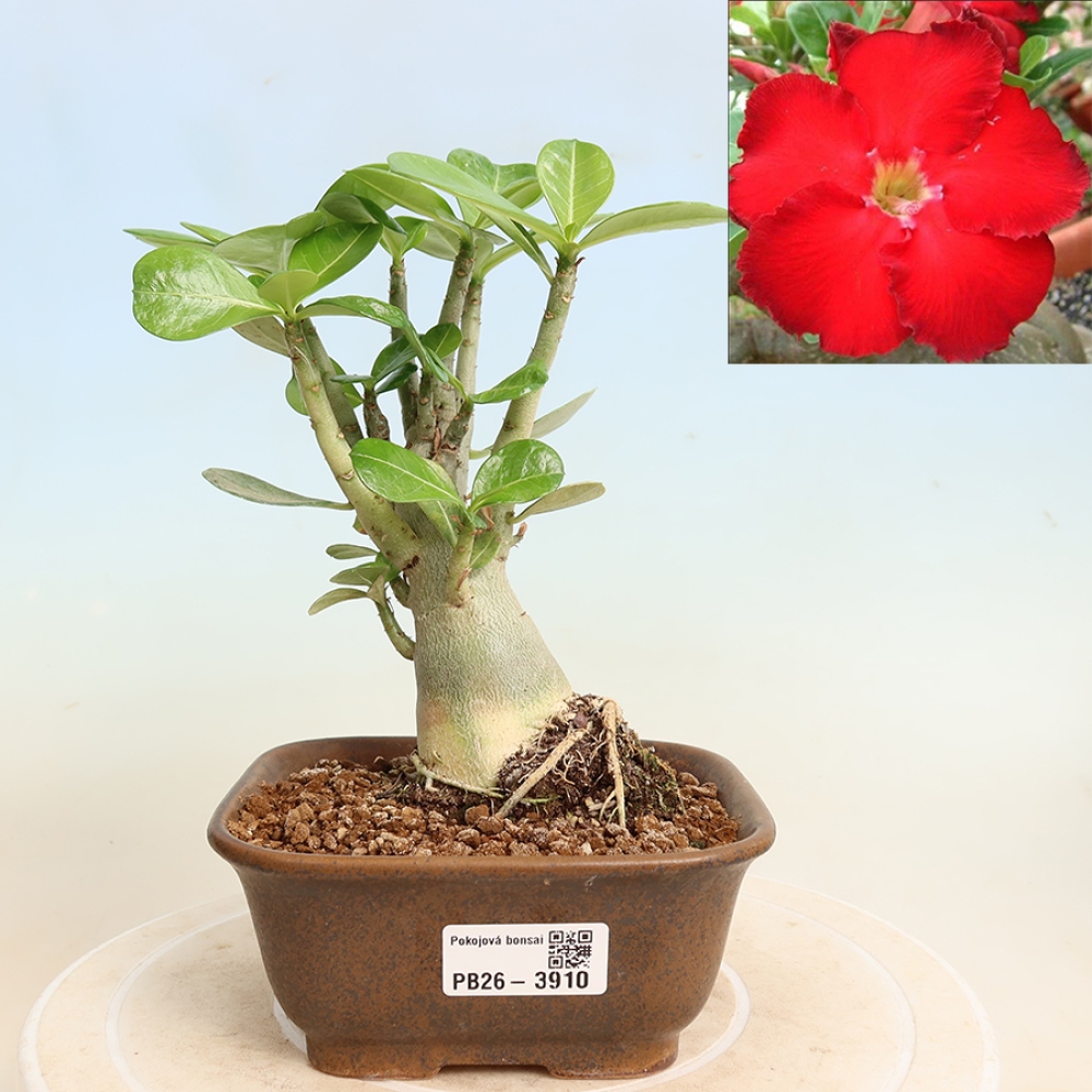 Bonsai da interno - Adenium obesum Red Star - Rosa del deserto