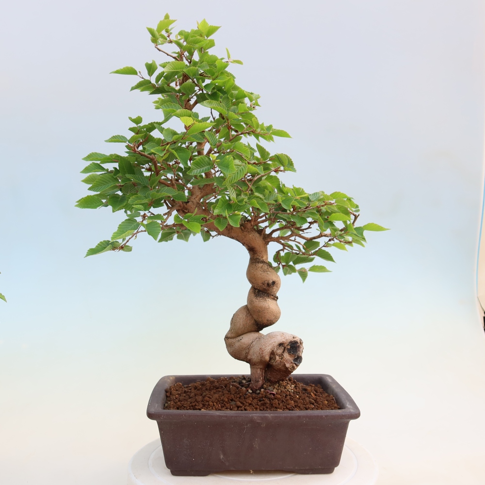 Bonsai da esterno -Carpinus Coreana - Carpino coreano