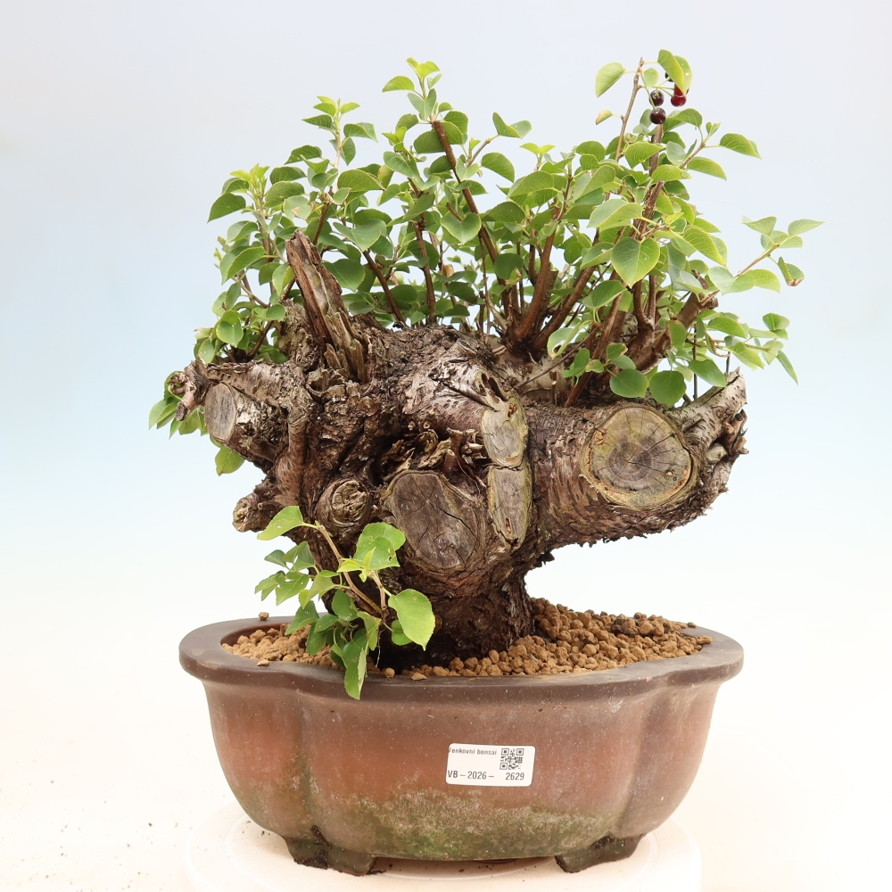 Bonsai da esterno - Mahalebka - Prunus mahaleb
