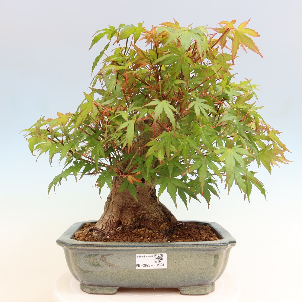 Bonsai da esterno - Acero Burger - Acer Burgerianum