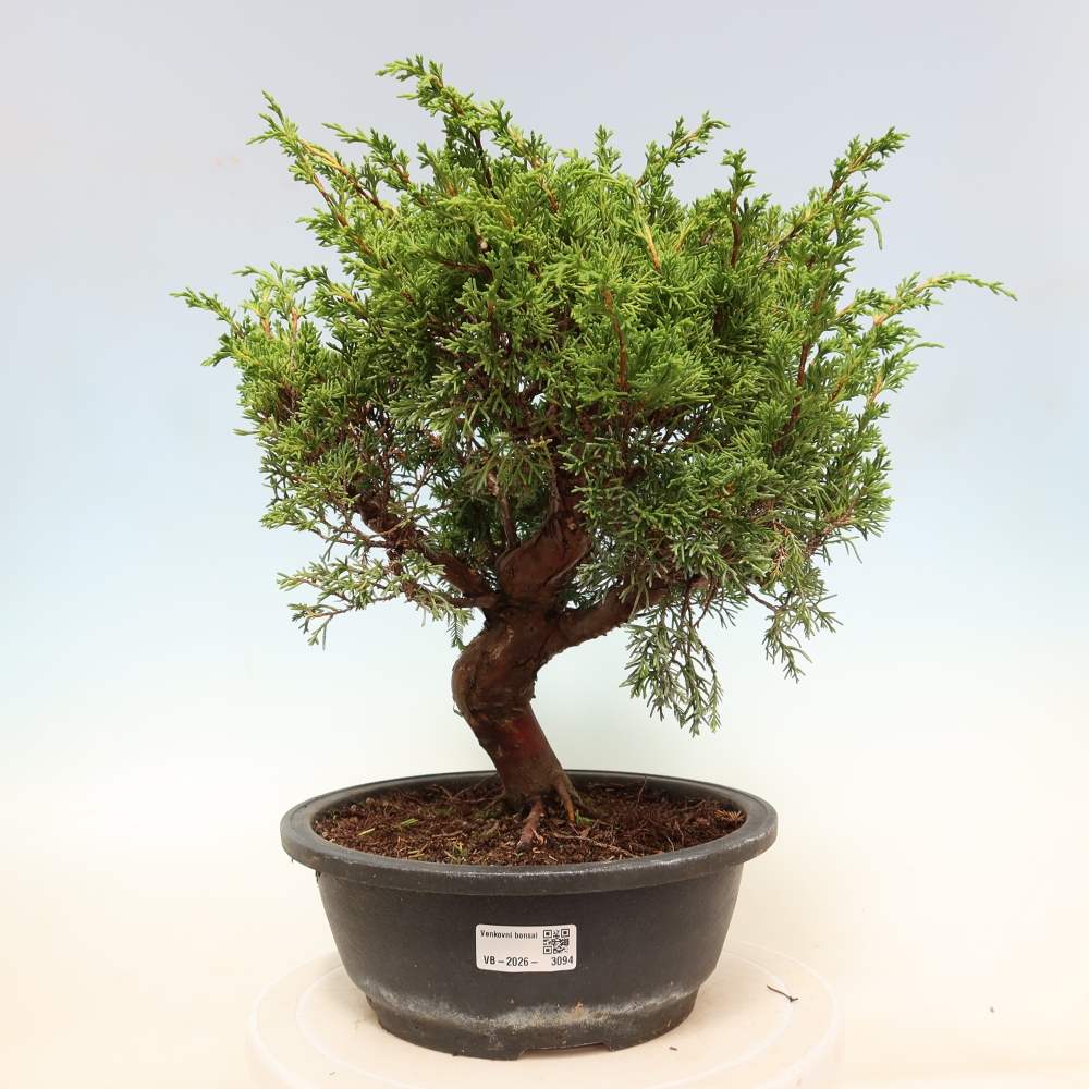 Bonsai da esterno - Juniperus chinensis Itoigawa-Juniperus chinensis