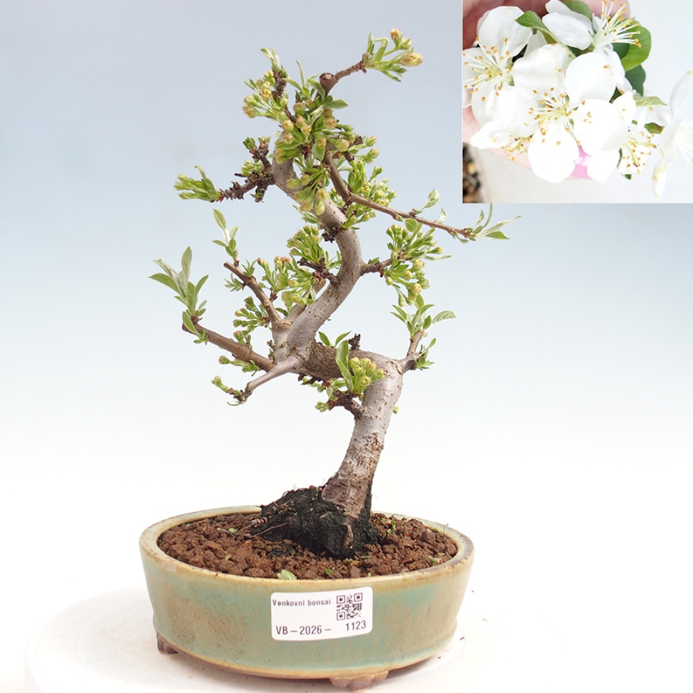 Bonsai da esterno - Malus sargentii - Melo a frutto piccolo