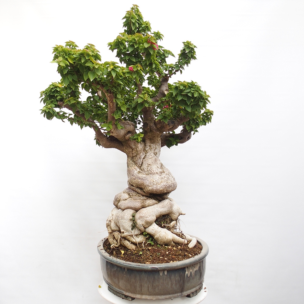 Camera bonsai - Bouganwilea