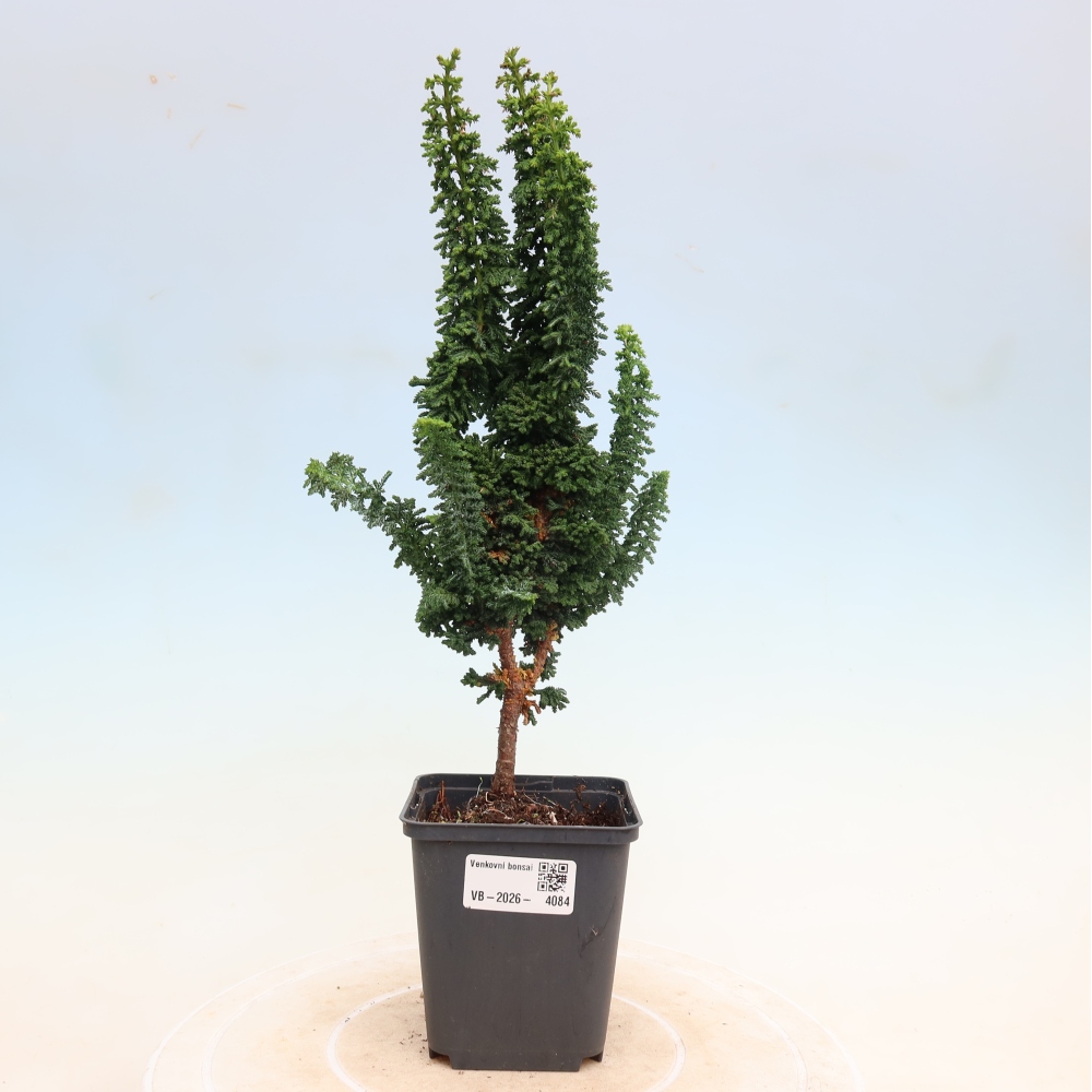 Bonsai da esterno - Cham. obtusa SEKKA HINOKI - Cipresso