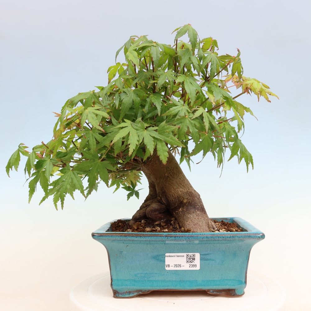 Bonsai da esterno - Acero Burger - Acer Burgerianum