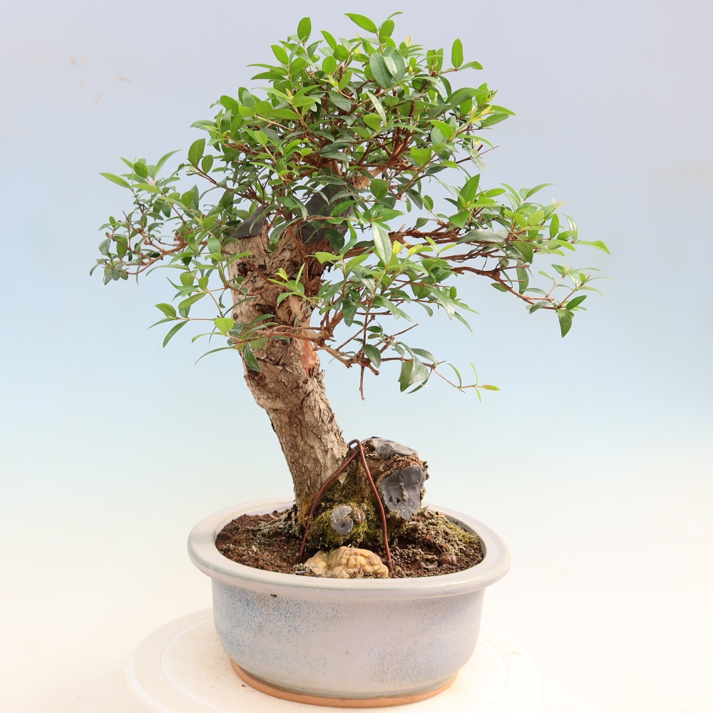 Bonsai da camera - Myrtus communis - Mirto