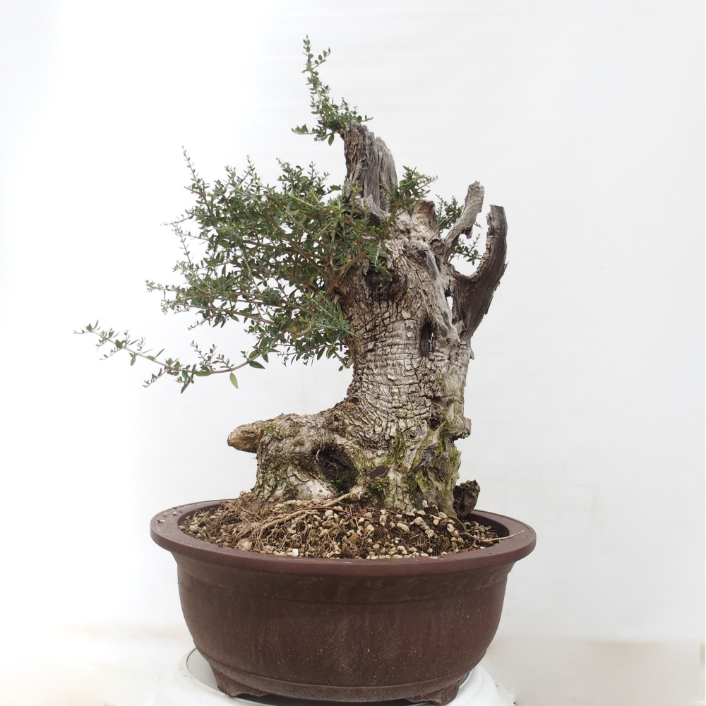 Bonsai da interno - Olea europaea sylvestris