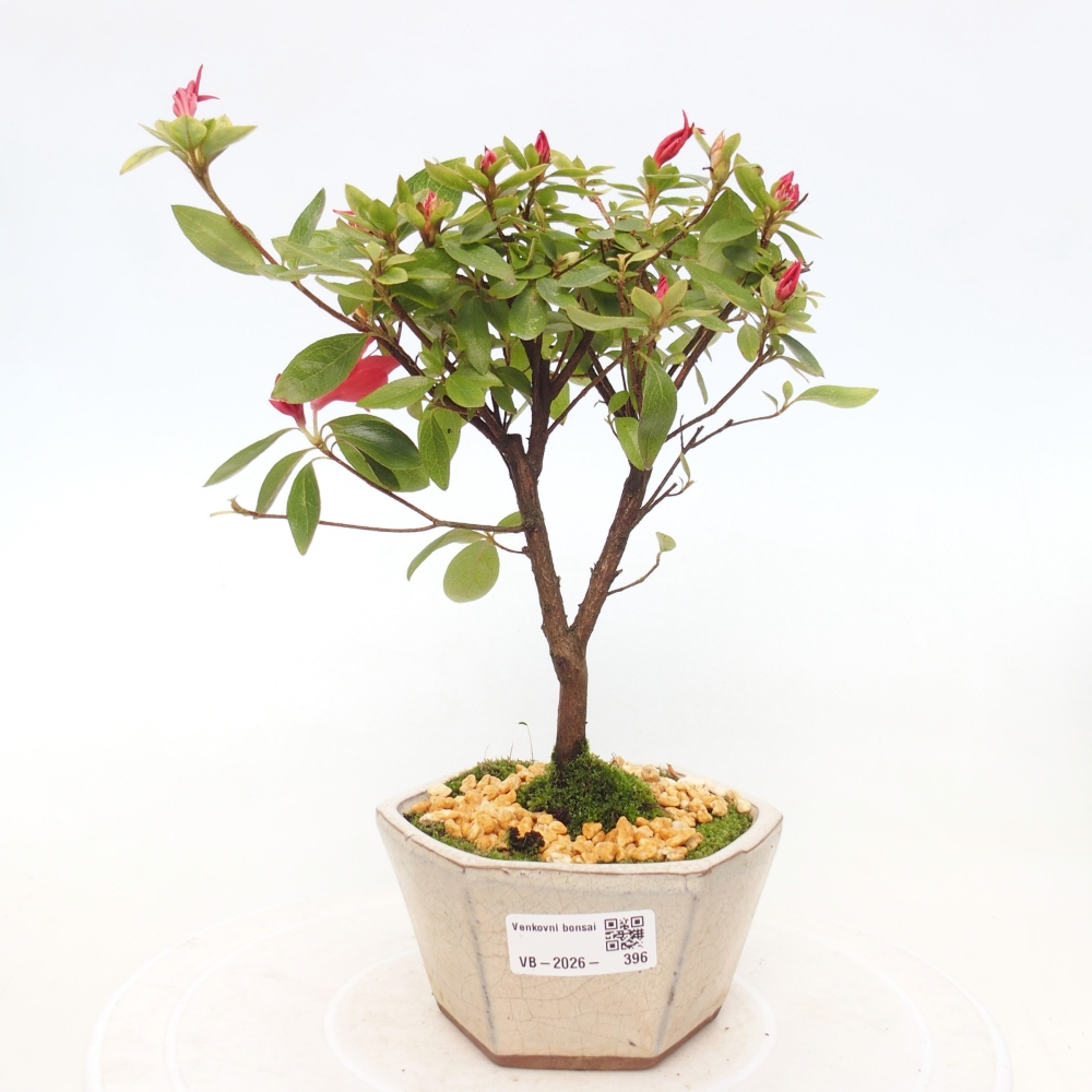 Bonsai da esterno - Azalea giapponese - Azalea sp.