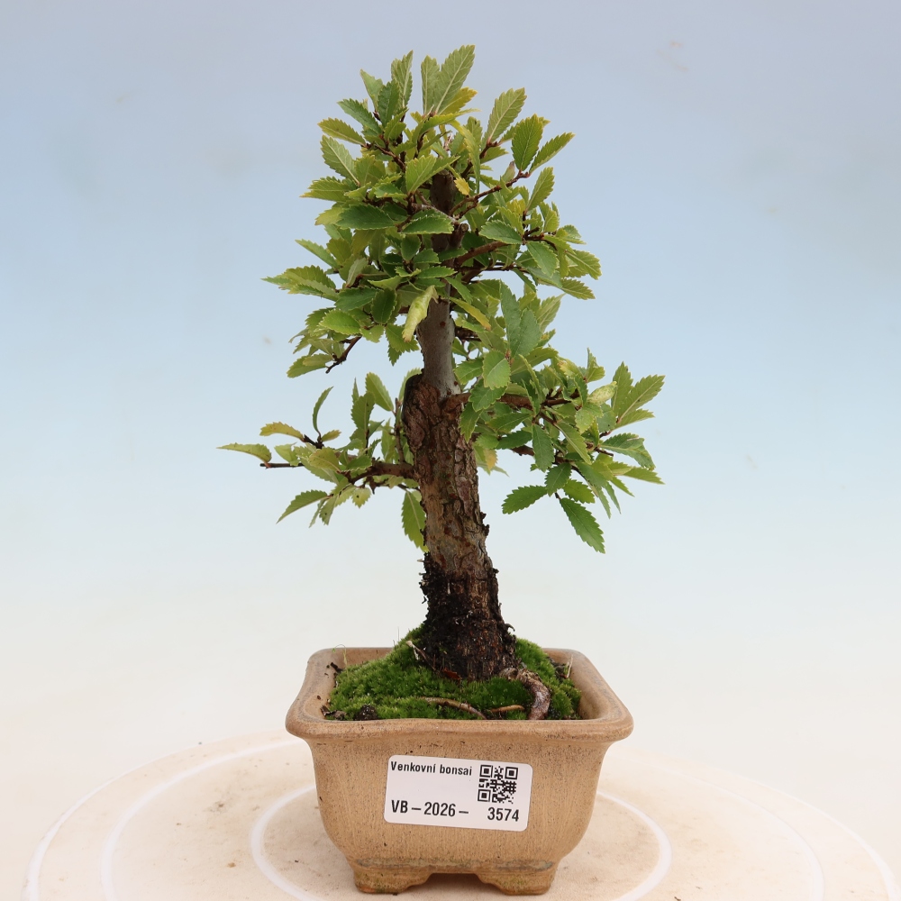 Bonsai da esterno - Zelkova - Zelkova NIRE